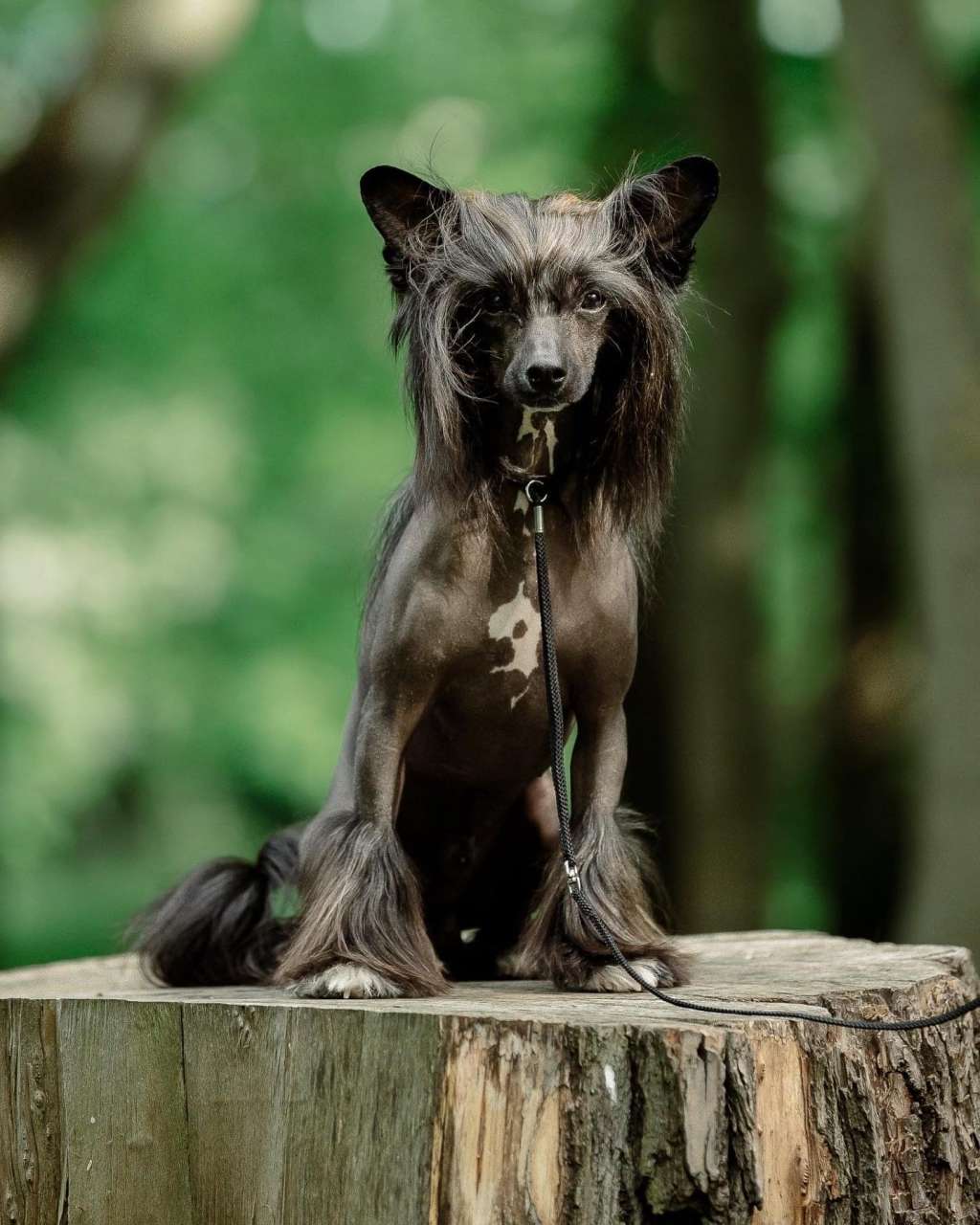 Victory's Laurel Gangsta's Paradise