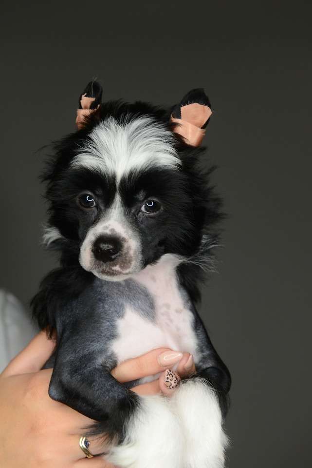 Fancy Flowers Bacardi