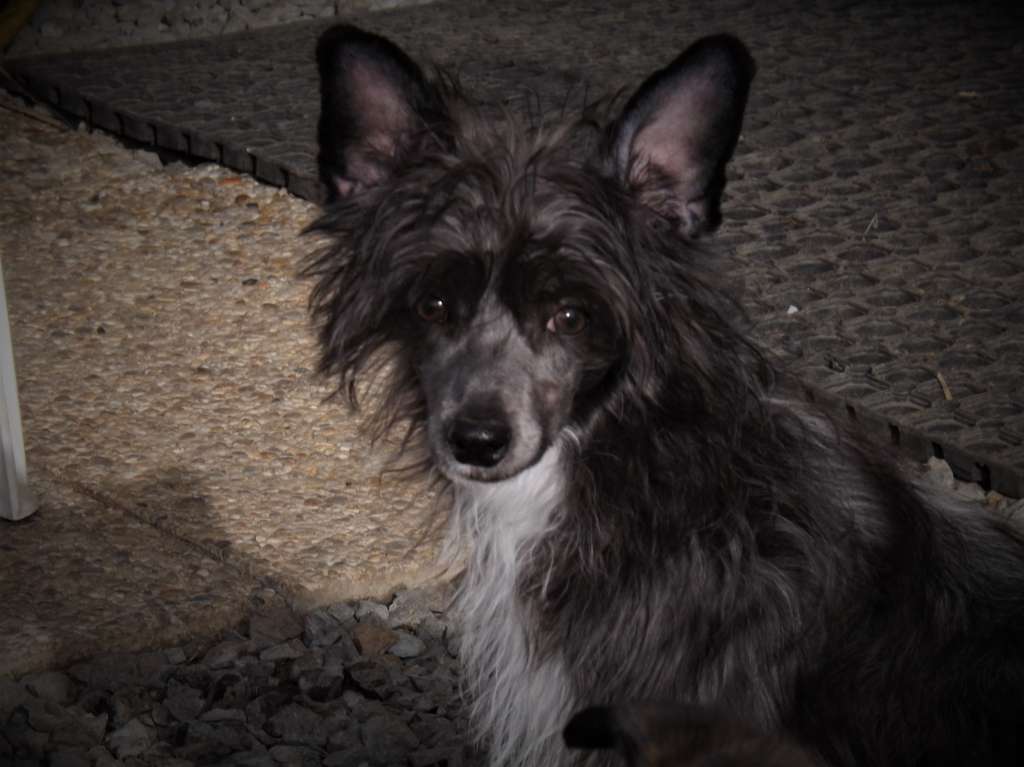 Retiens la Nuit Angel Of The Moon