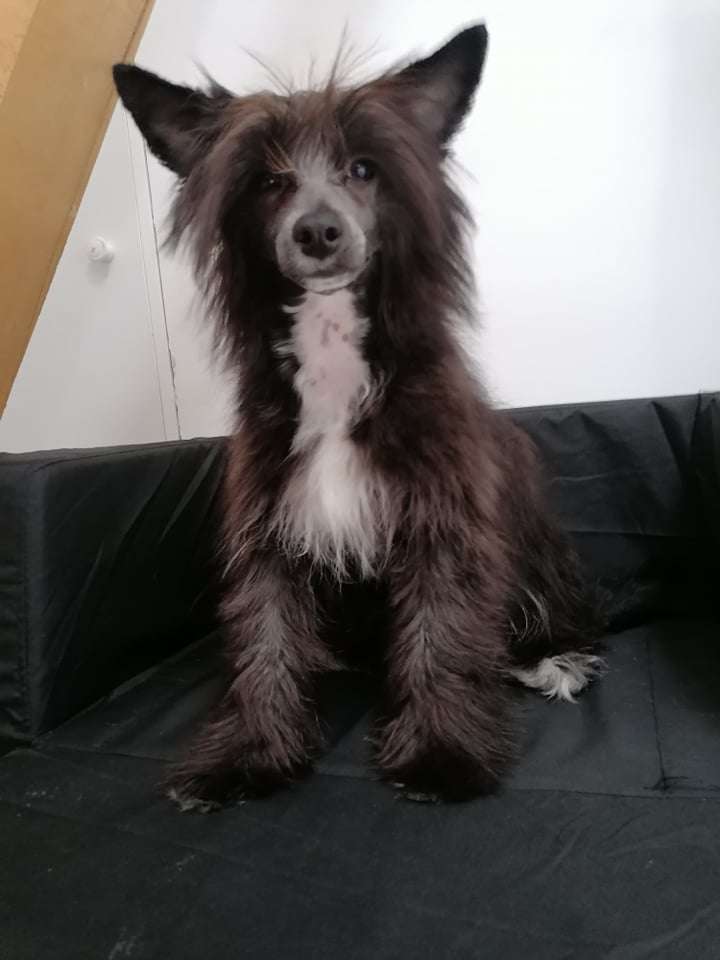 Beauty Incomporable Victory Jojo