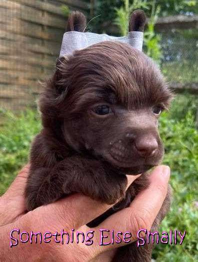 Something Else Smally