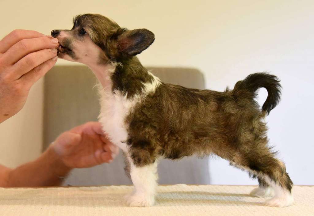 Jean Dark Zarah O'Zarah