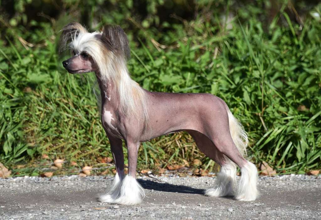 Jean Dark Zummer For A Day