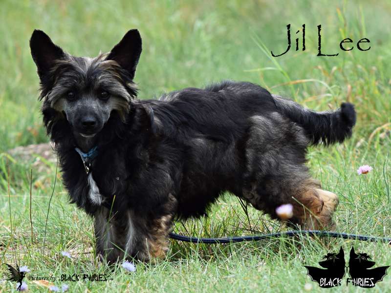 FineFire JilLee from BlackFairies