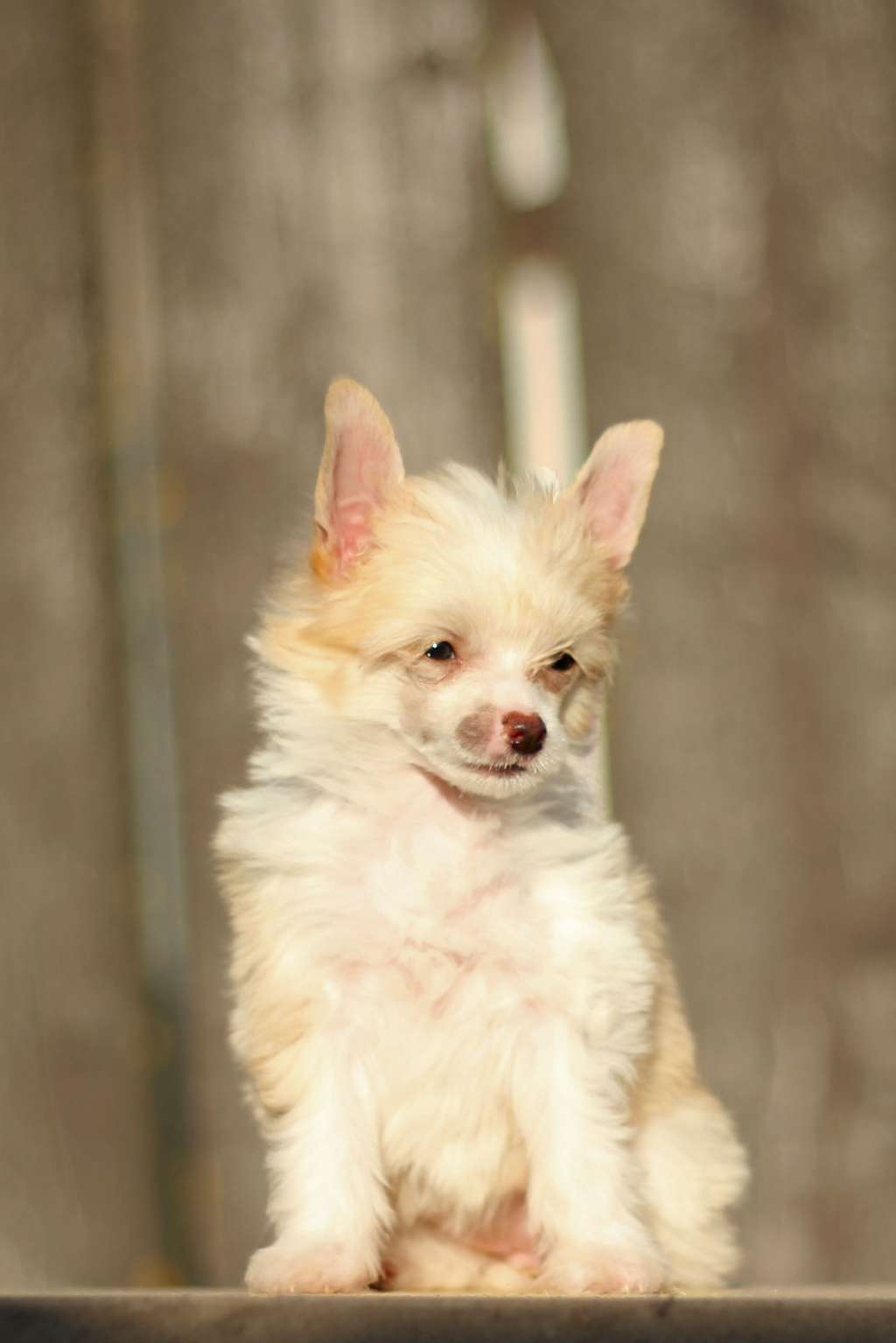 Flying Cresteds Always be Happy