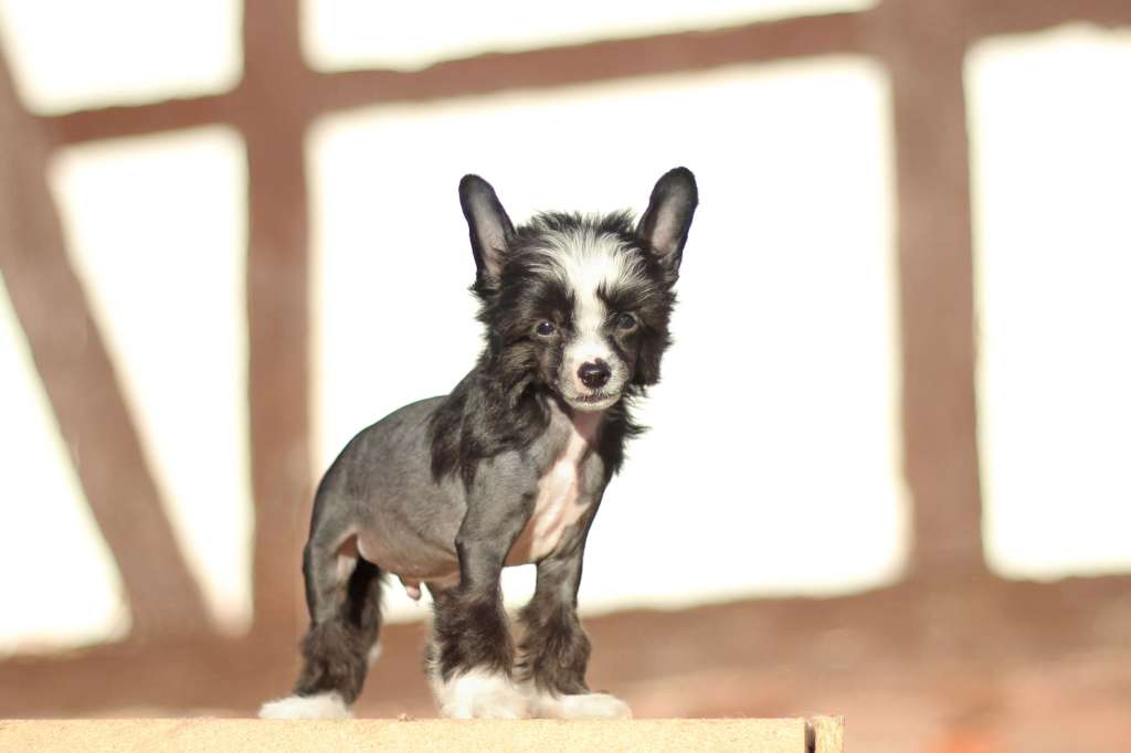 Flying Cresteds Abrakadabra