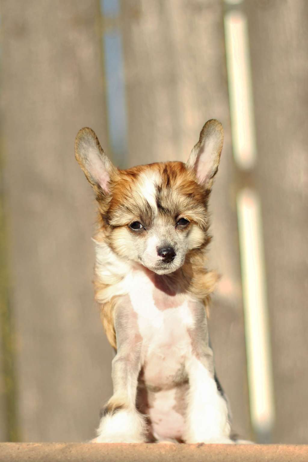 Flying Cresteds Amore della Mia Vita