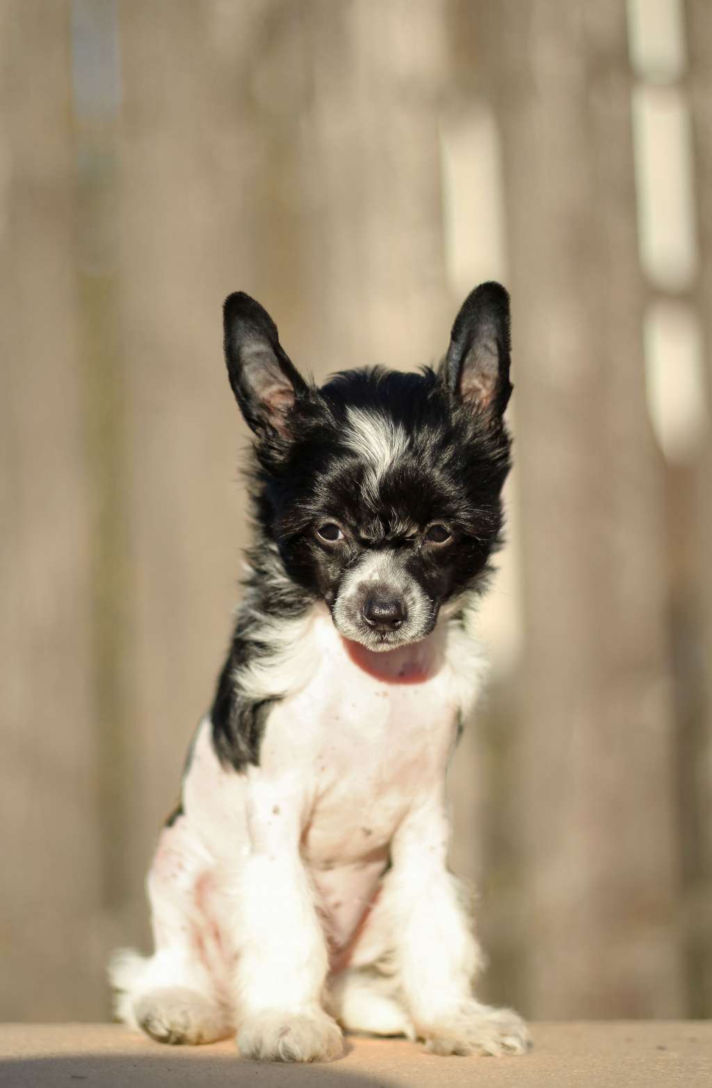 Flying Cresteds Attention Please