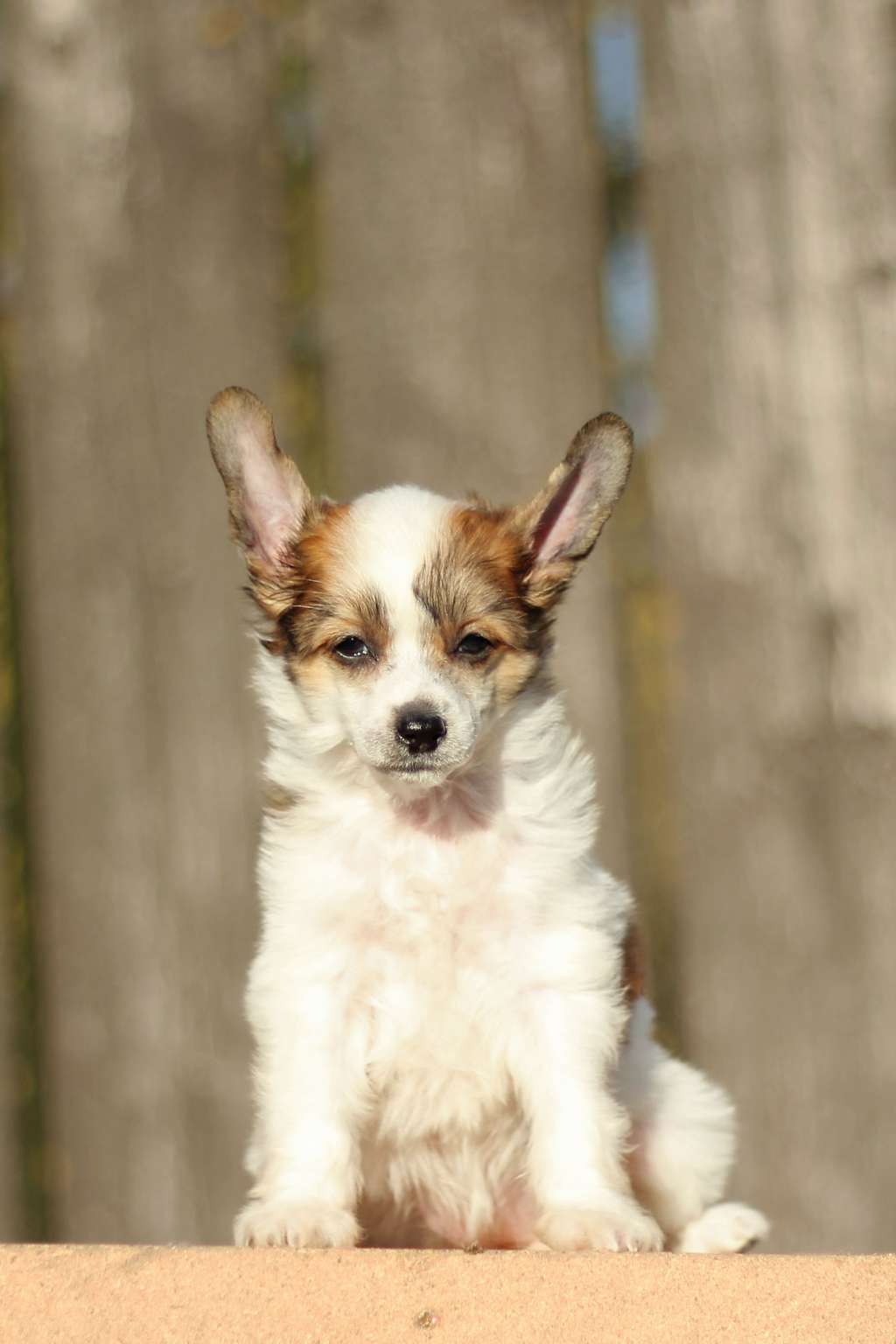 Flying Cresteds Awesome May