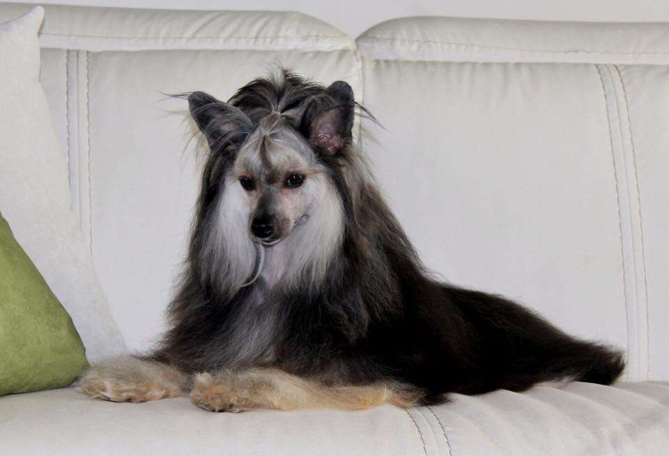 Carrie magic girl (cantarell)