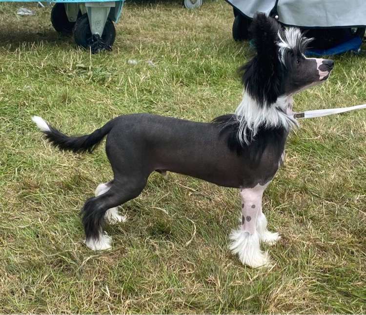 Ynchreenoo Faiyr-Voddee