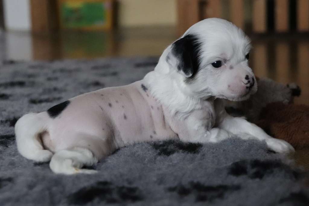 Adorée L Antre du Patou