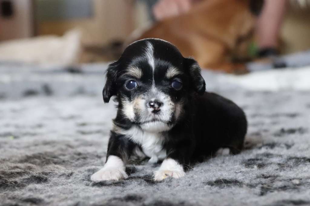 Aimée L Antre du Patou