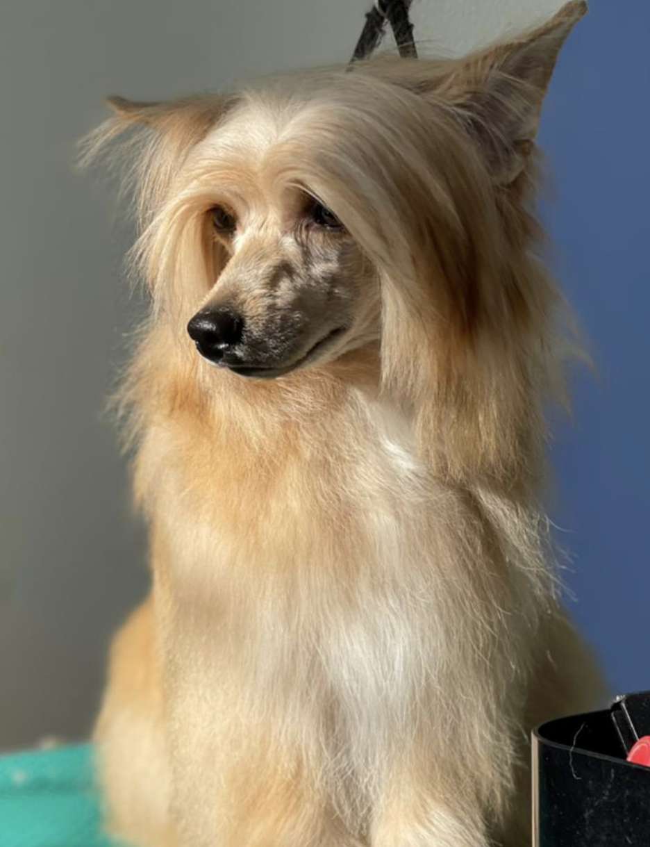 Afina Golden Princess