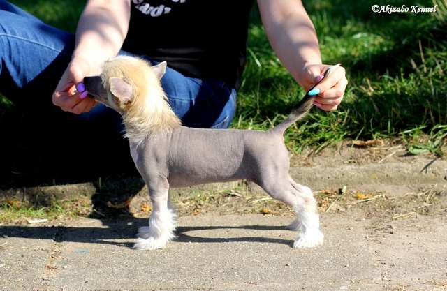 Dlaczego Taka Ladna Akizabo