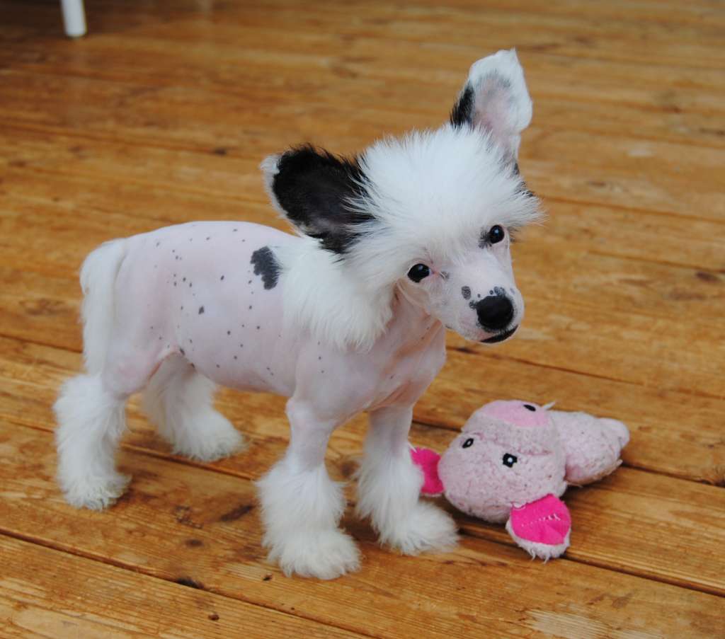 Krysolit Near My Heart