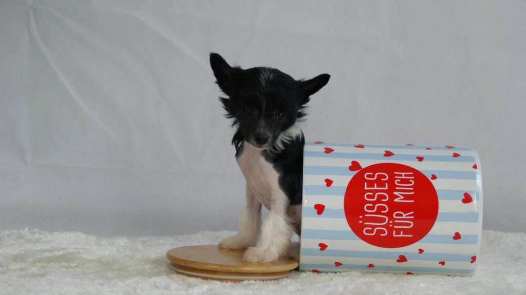 Luna Lovegood von Natelberg