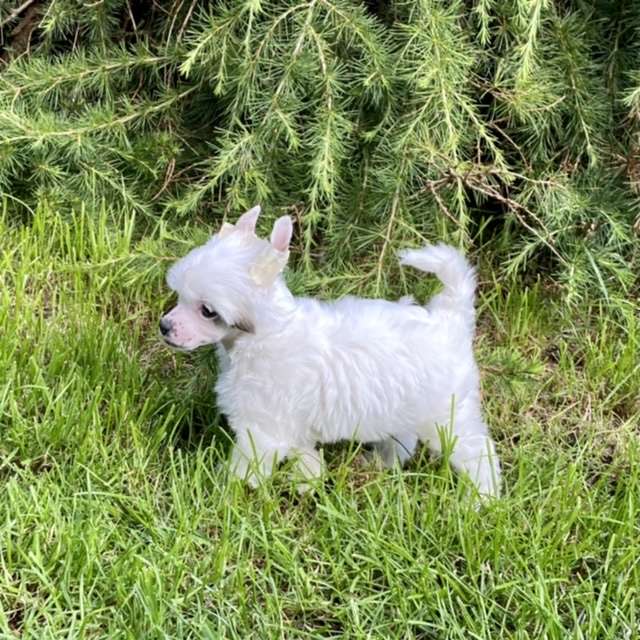 Elisha von Shinbashi