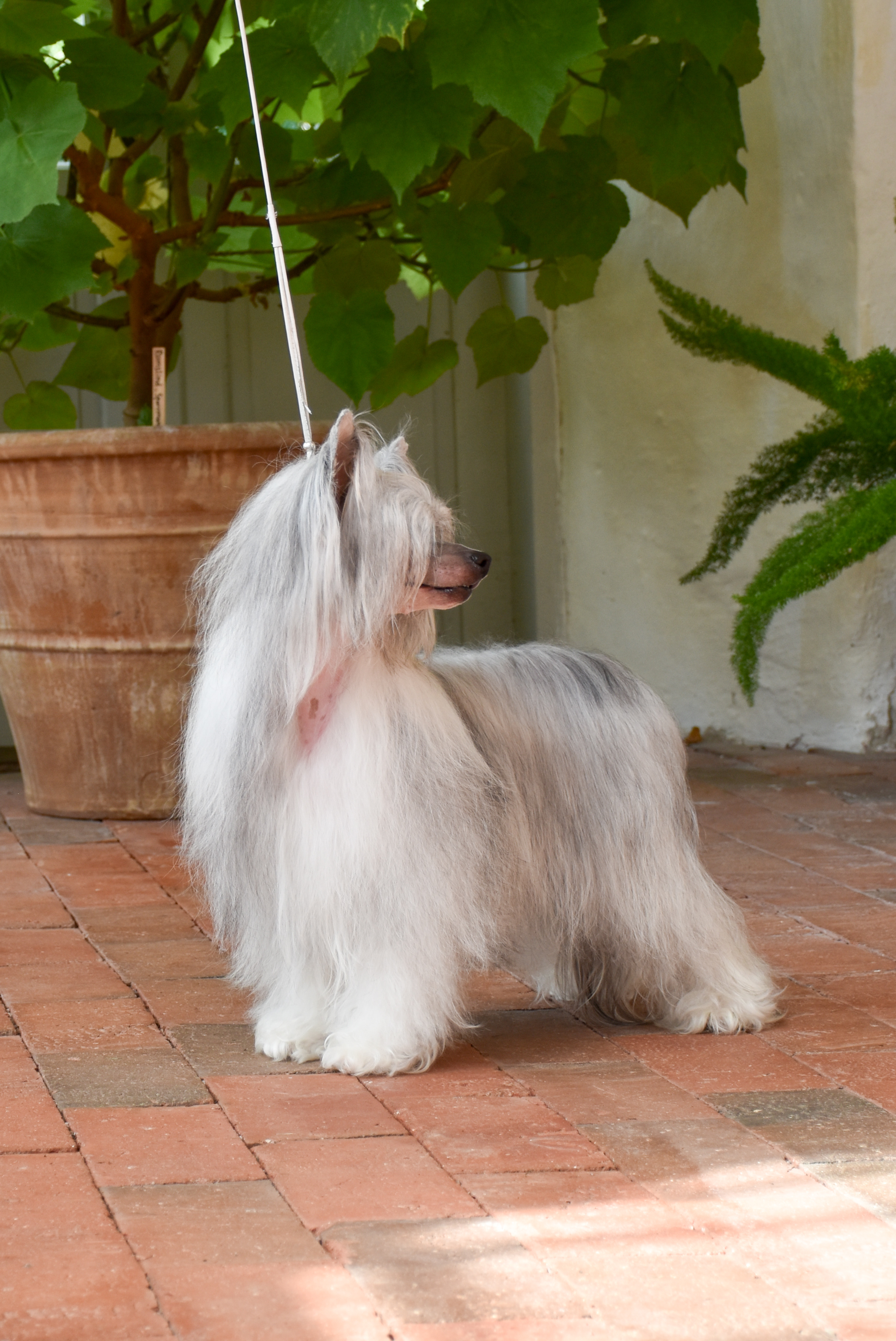 Nomilas Miss Maple Syrup