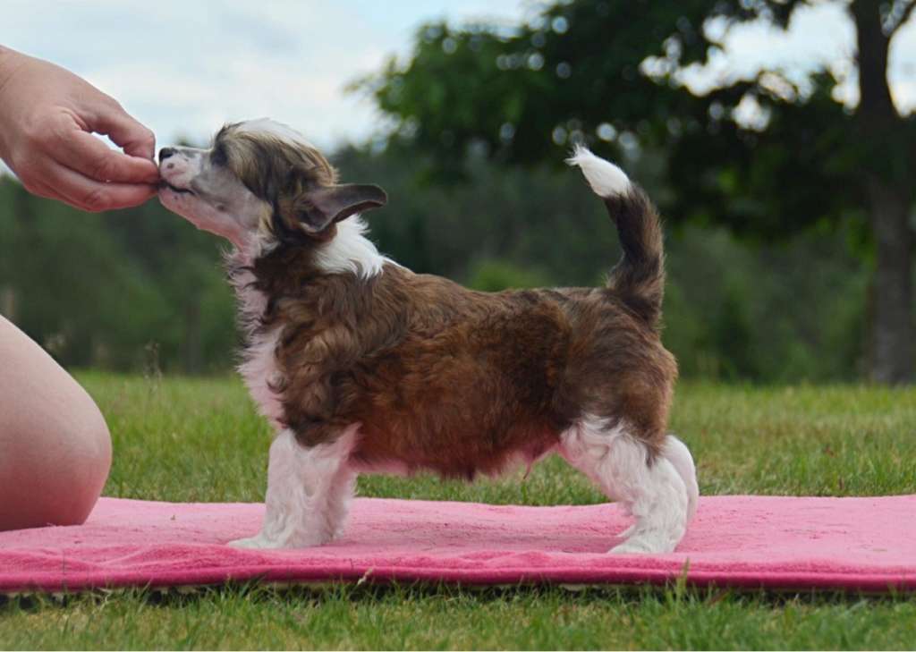 Nomilas Northern Lights