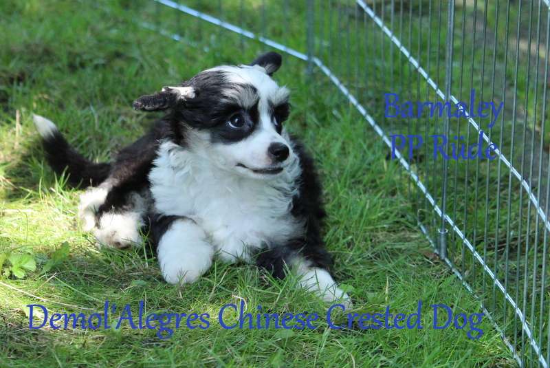 Demol'Alegres Barmaley