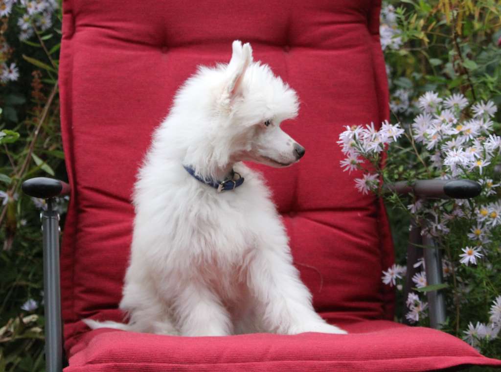 Demol'Alegres Beautiful Boy