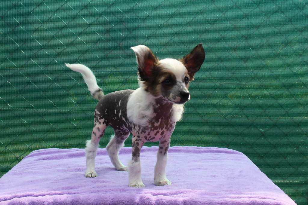 Bastienne Jedeansa Viane