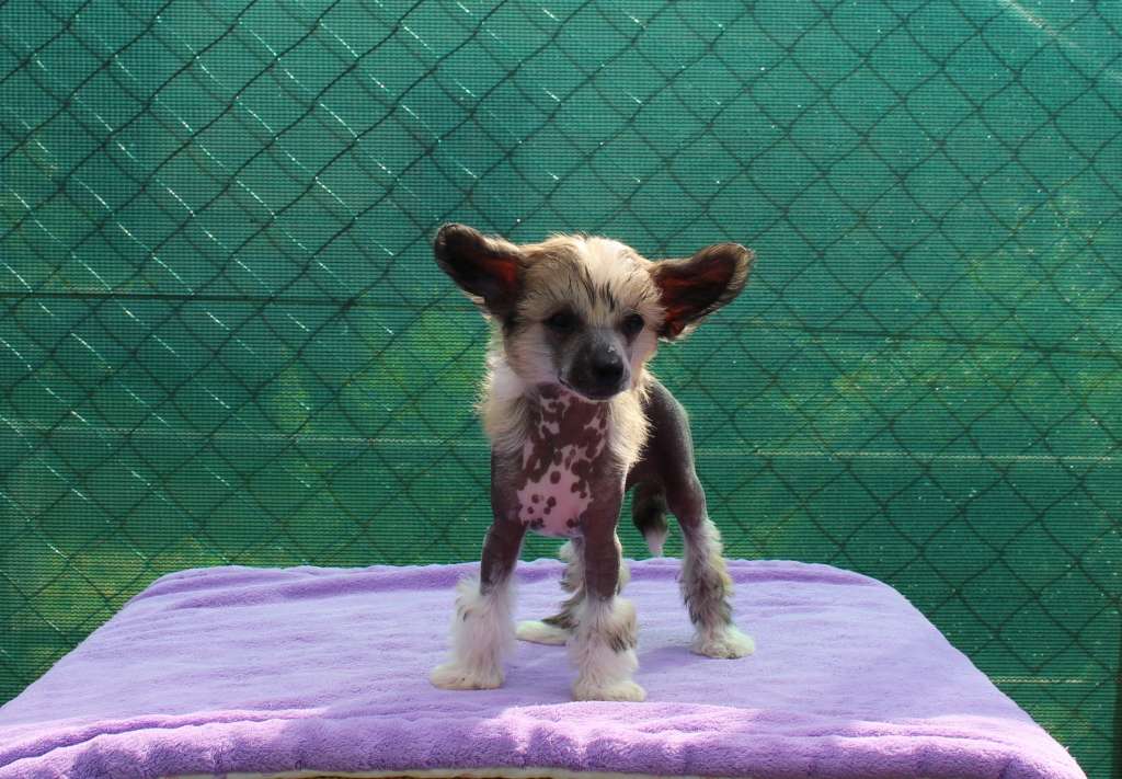 Bibianne Jedeansa Viane