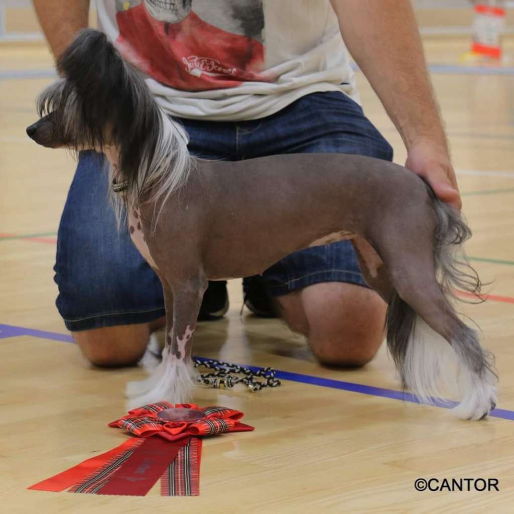 Nohair's ark From A to B