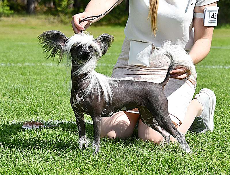 Jean Dark Your Little Secret