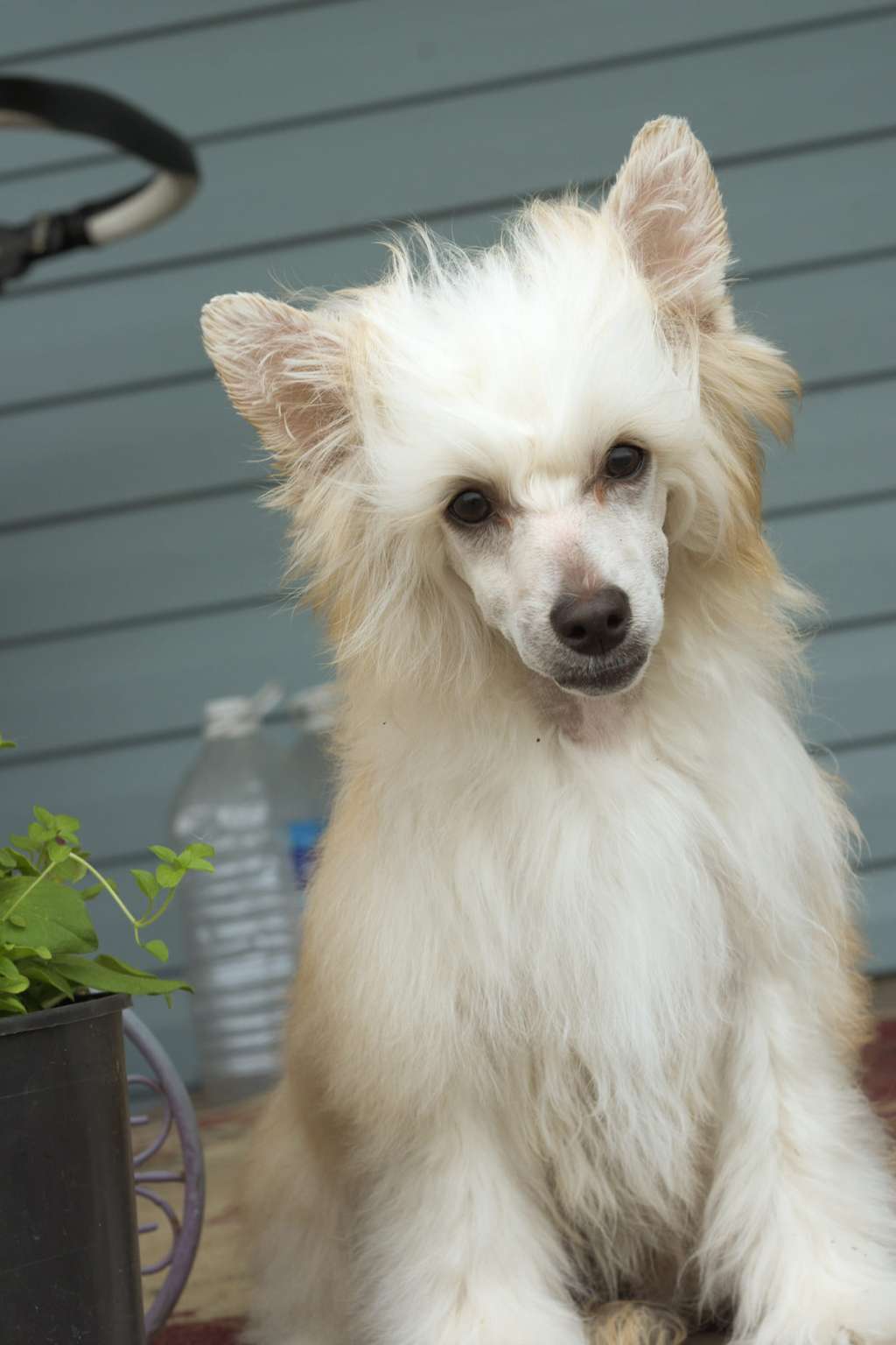 Baikal Dream Katana One Gold