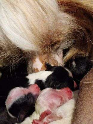 Baikal Dream Neon Cloud