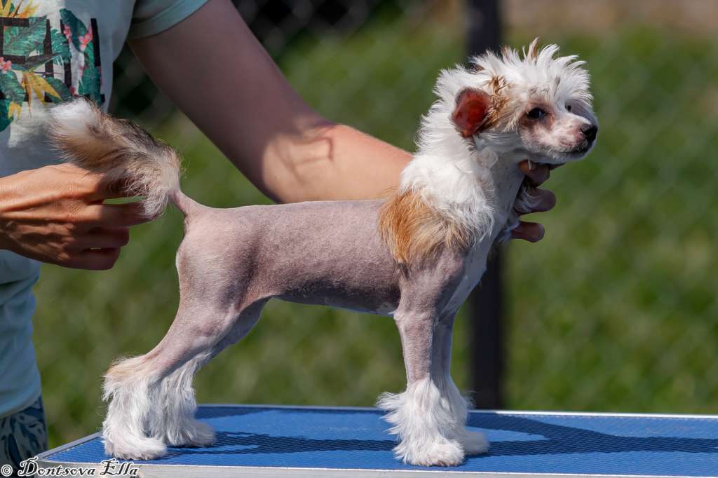 Shakira iz Sozvezdiya Khana