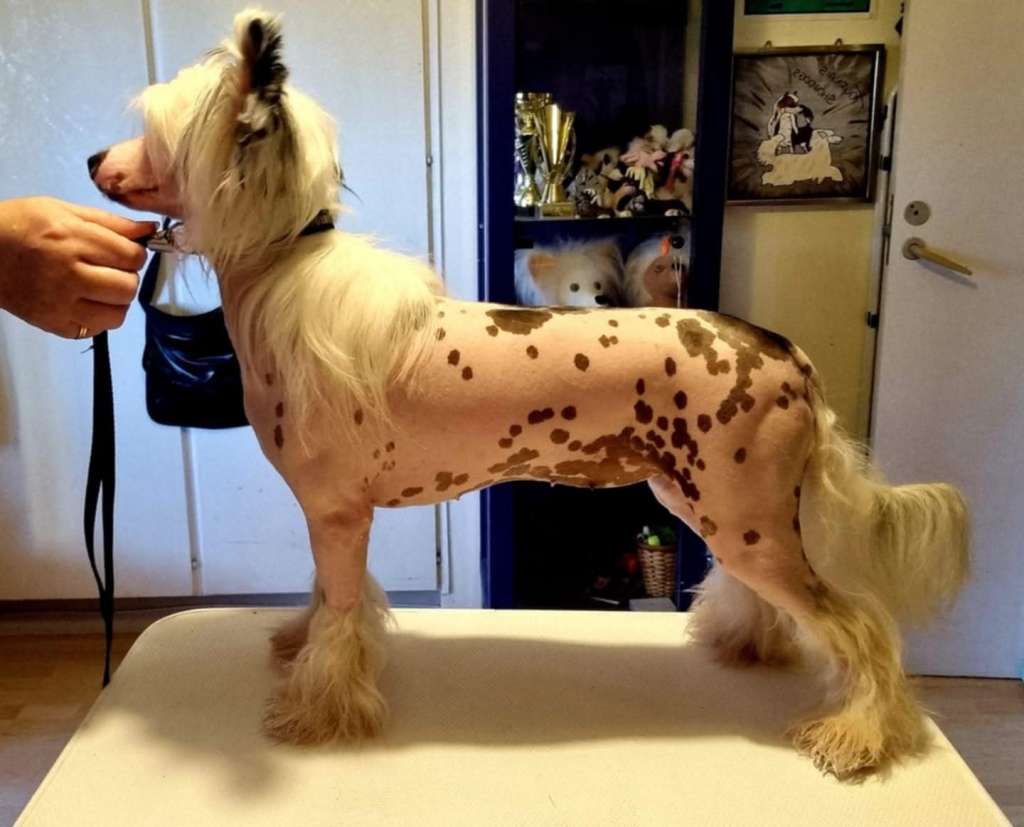 Famrus Shall We Dance Tournais