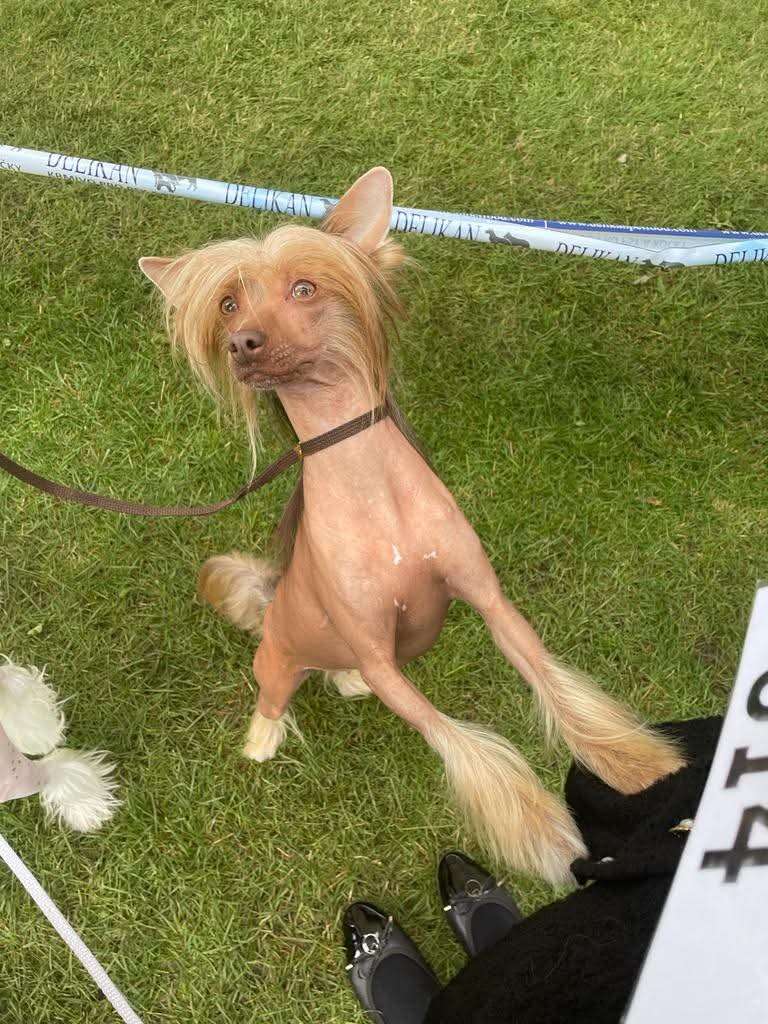 Sasquehanna (fci) Erenna