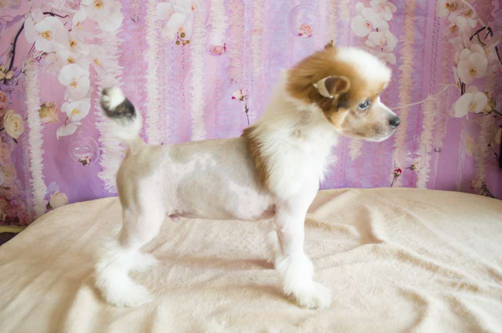 Oro Antenati Caspian