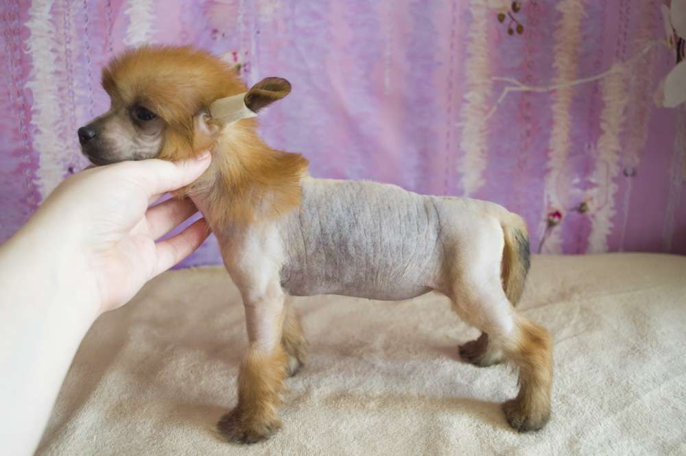 Oro Antenati Curry Hot Pepper