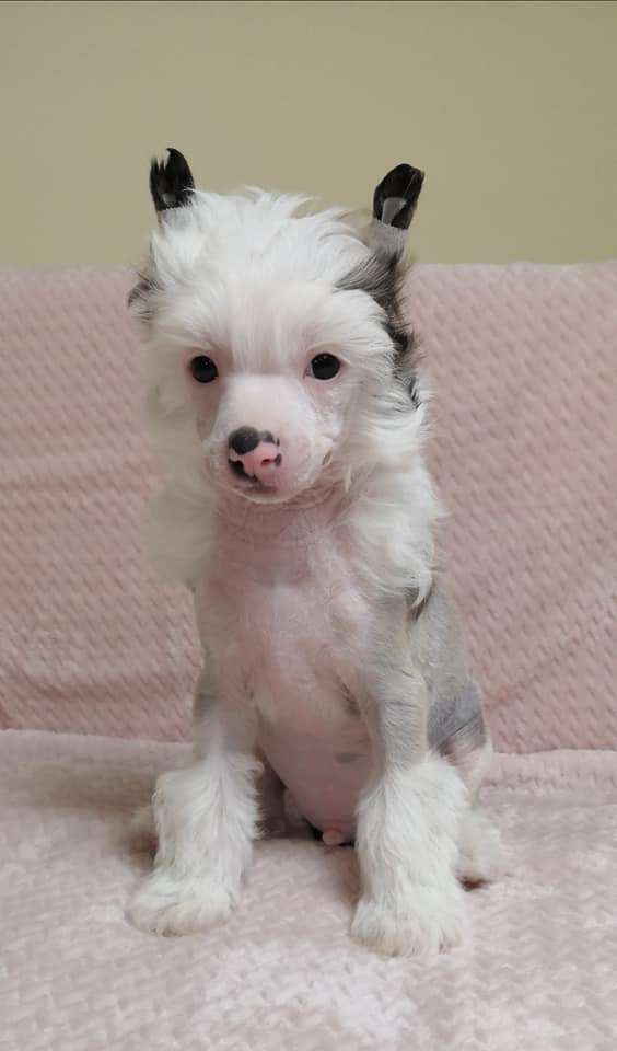 Caspian Arth Tintagel