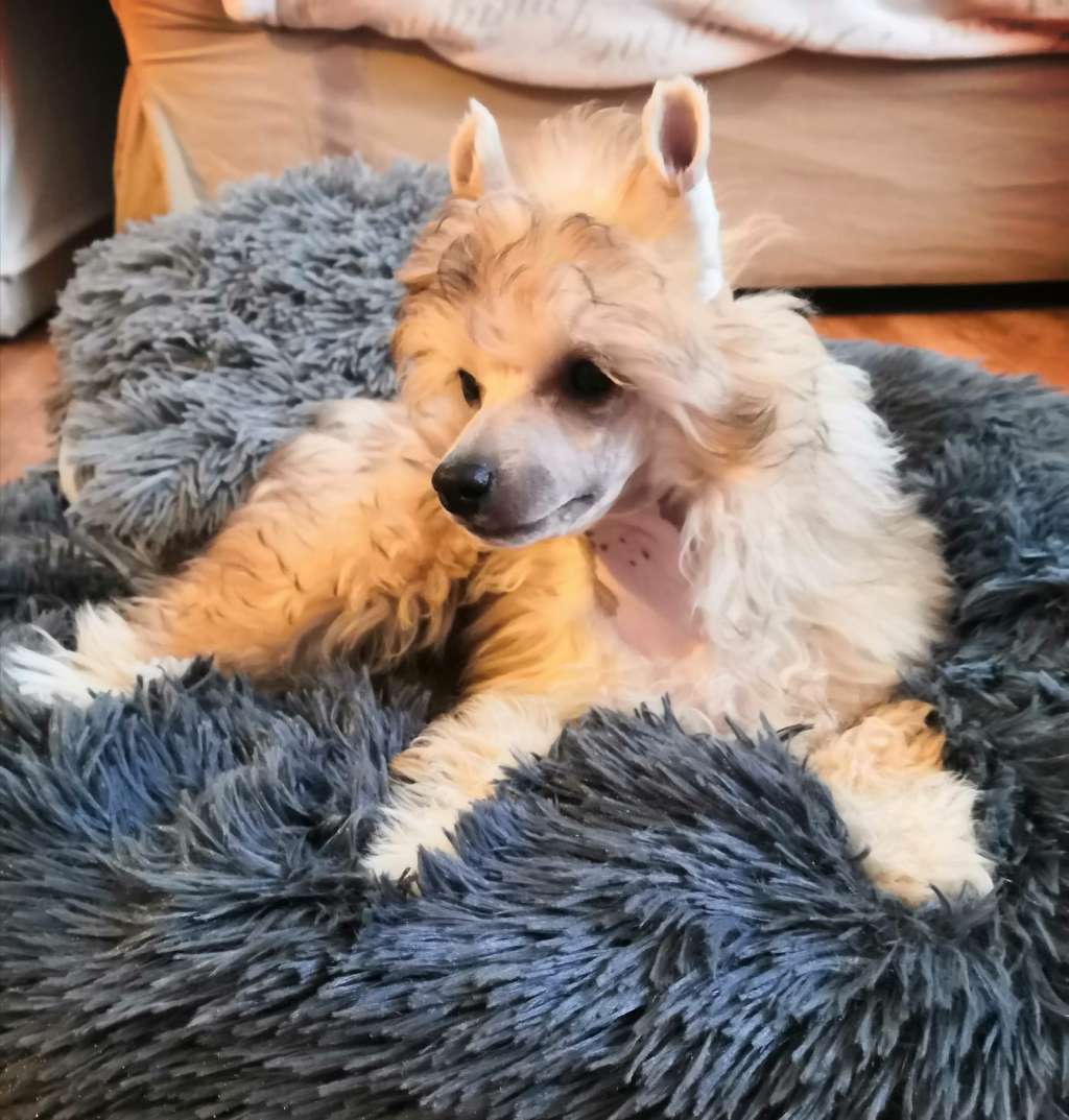 Collet-Molly Arth Tintagel