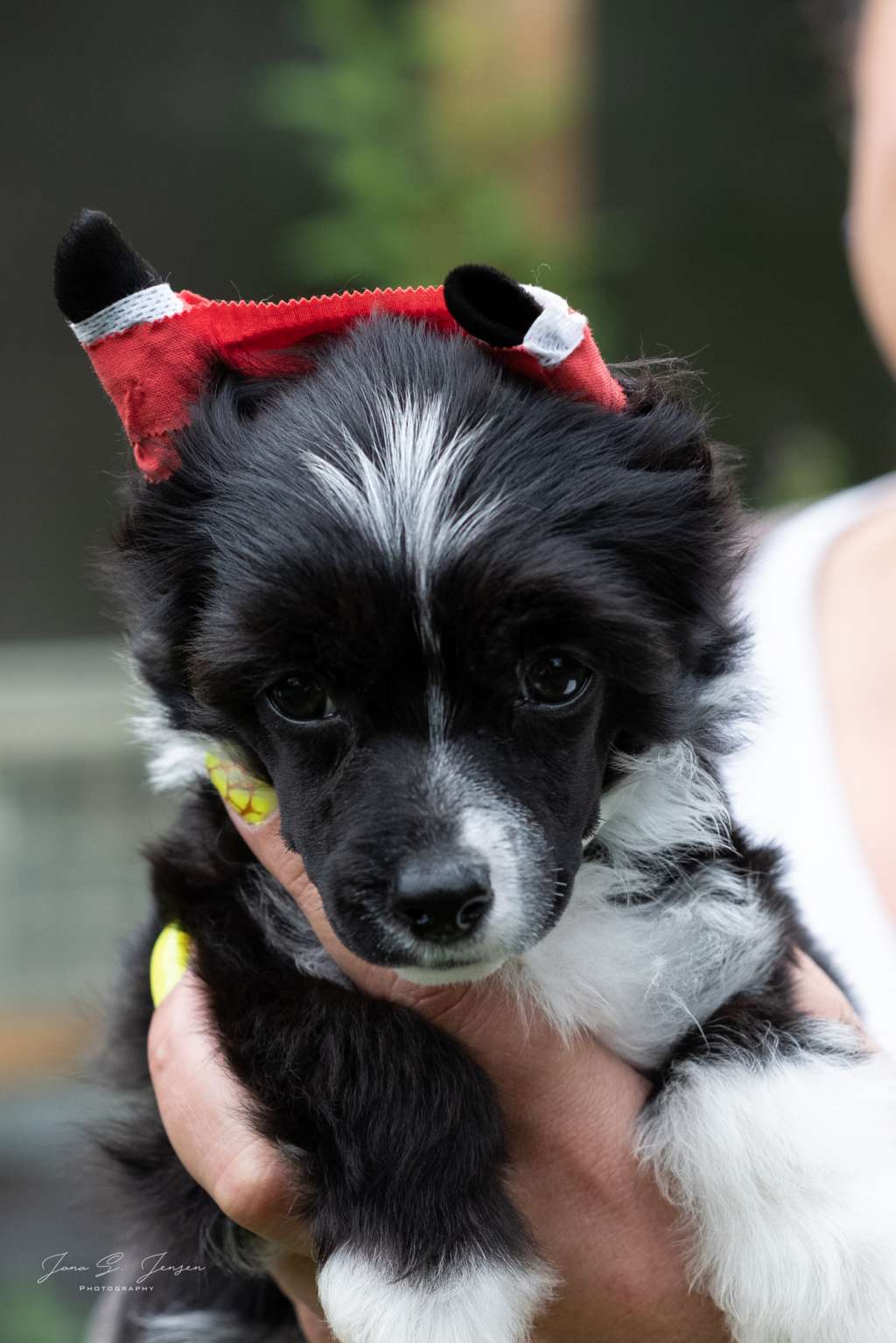 Exodus Dei Guardiani Silani