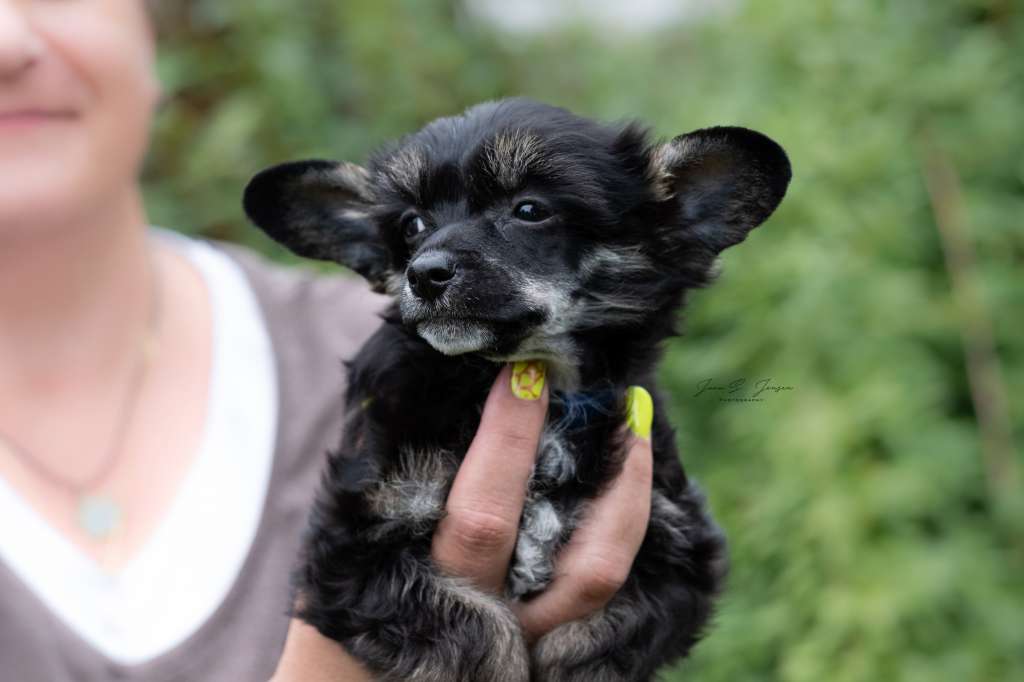 Eevo Dei Guardiani Silani