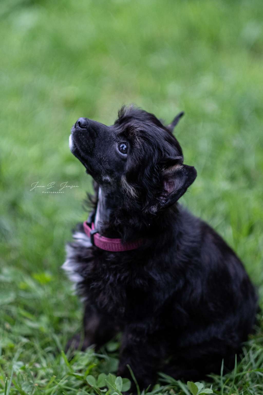 Edmee Dei Guardiani Silani