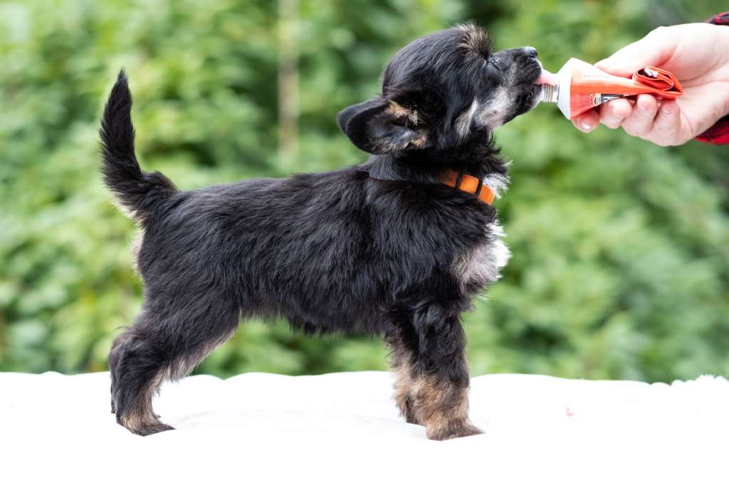 Elody Dei Guardiani Silani