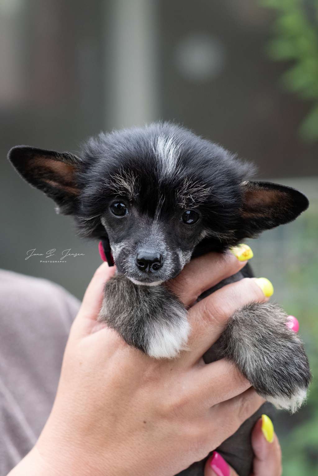 Enola Dei Guardiani Silani