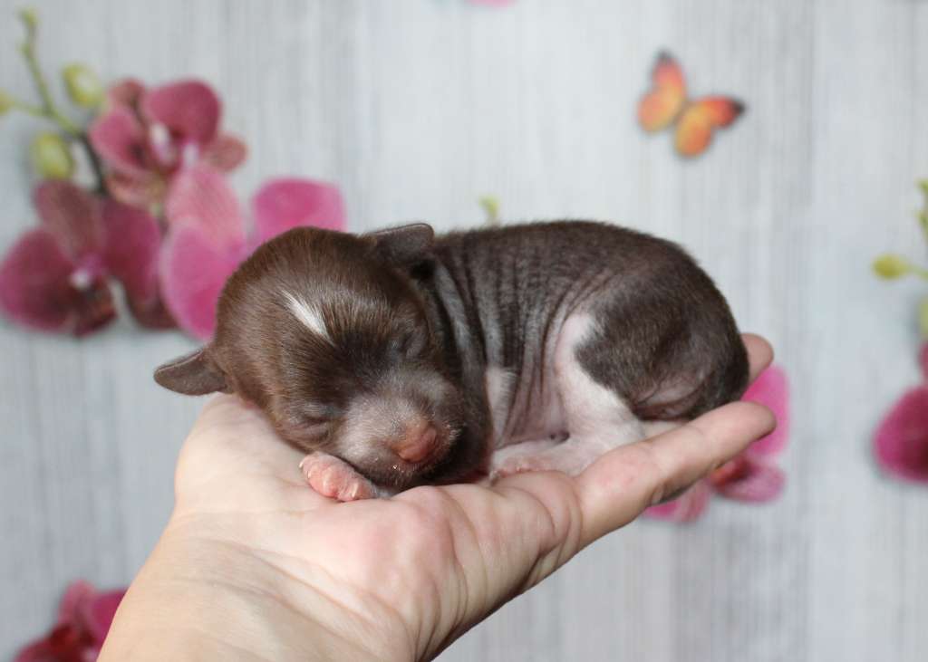 Charuyuschiy Soblazn Estel' Deluxe