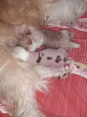 Fibi Amato iz Strany Tsvetov