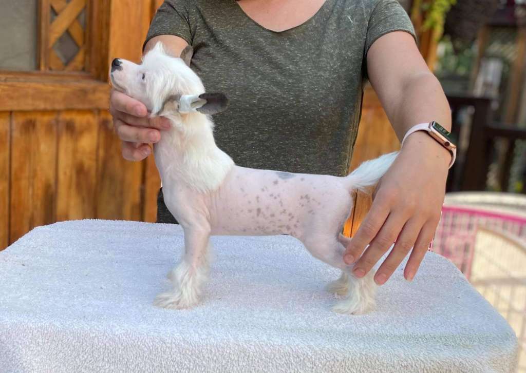 Taja Style me Famous