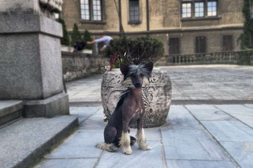 Sasquehanna Zalotna Panna