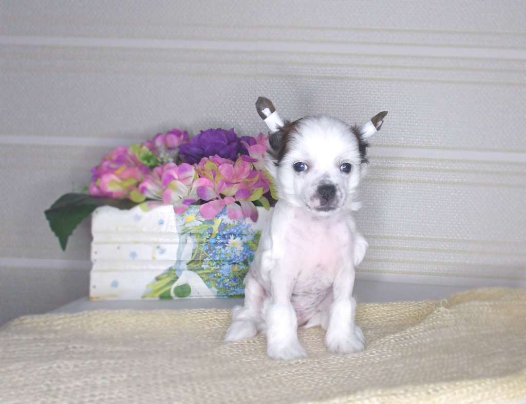 Inari Kin Celestial Dragon