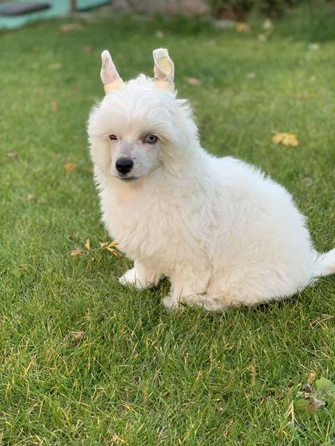 AkDeniz Ace Of Hearts